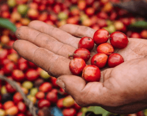 Freshly picked coffee cherries in a hand